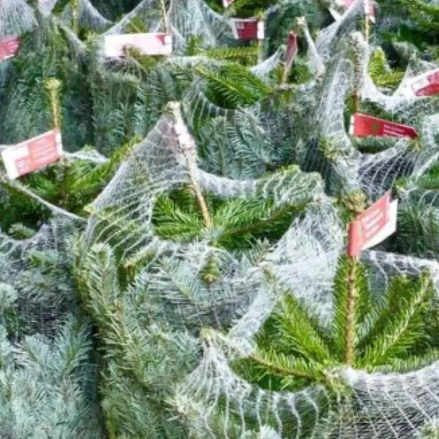 Marché des Sapins_Salon-de-Provence