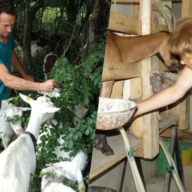 Nourrissage et traite des chèvres à la ferme du Naray