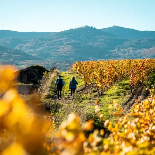 Vignobles_automne_rando