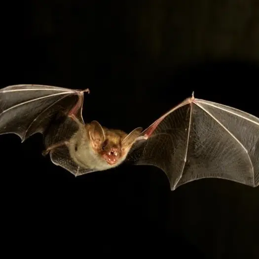 Animation LPO : La nuit de la Chauve-souris_Évian-les-Bains