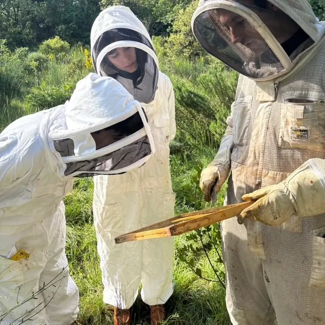 Apinae Apiculture_Bollène