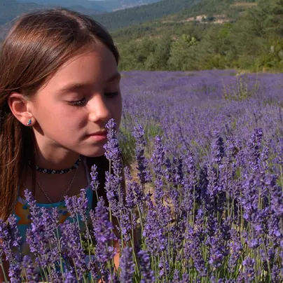 Fête de la lavande à St André de Rosans