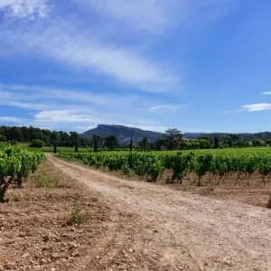 Excursion oenologique en demi-journée avec provence Wine tours