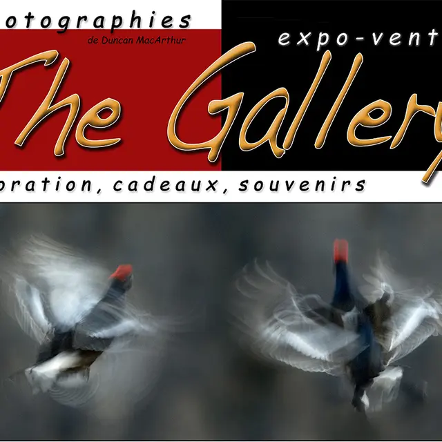 The Gallery