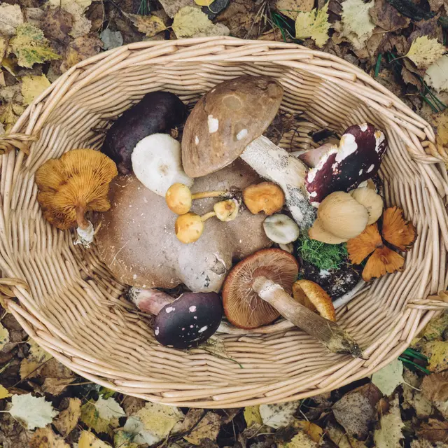 Cueillette de champignons_Riddes