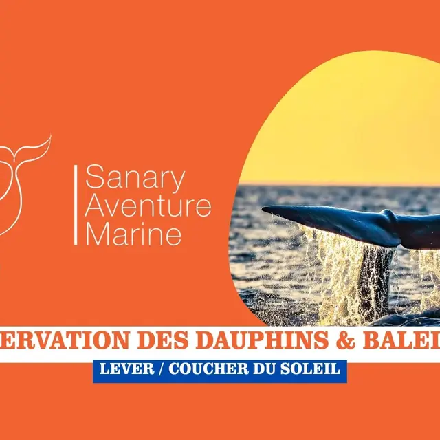 Observation des dauphins & baleines - Lever / Coucher du soleil(2h30) | Sanary Aventure Marine_Sanary-sur-Mer