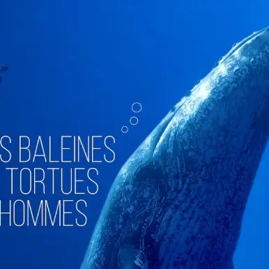 Projection “Des baleines, des tortues et des hommes”_Ramatuelle