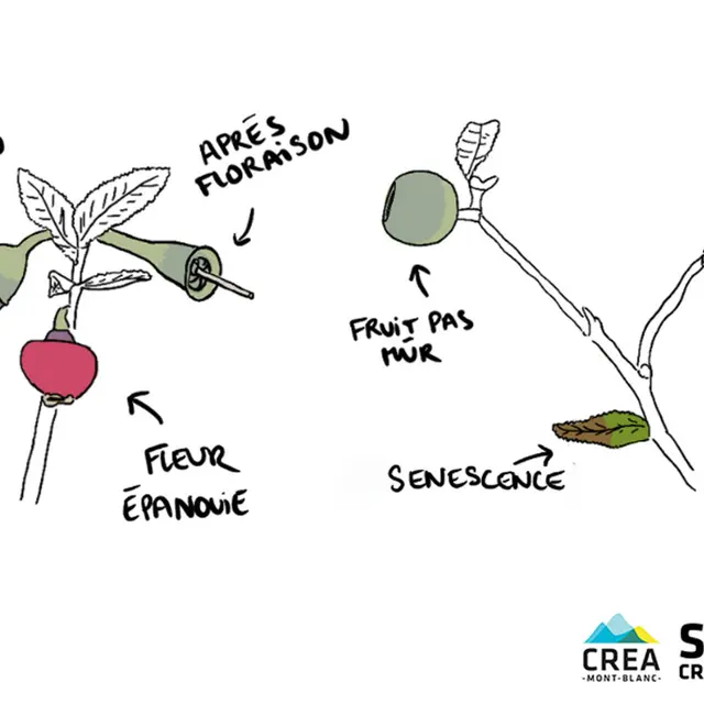 Atelier scientifique : des myrtilles et des landes_Villar-d'Arêne