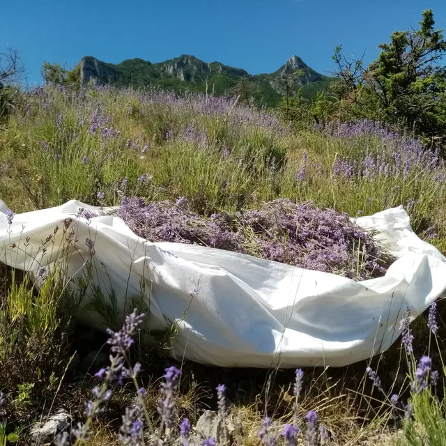 L'Affleur des Collines