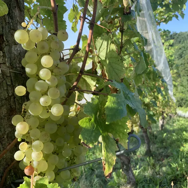 La visite Chasselas du mardi, à l’Instant Fruit_Montesquieu