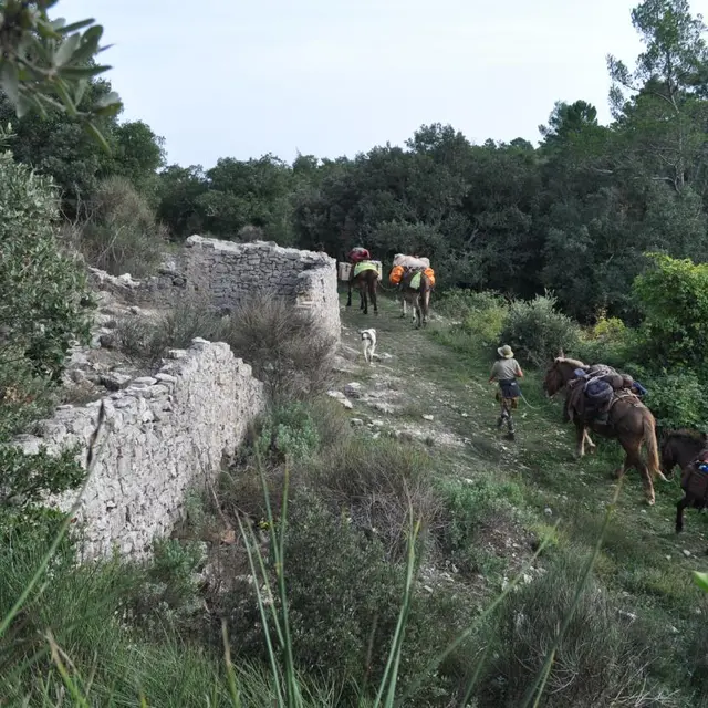 Randonnée à la journée avec mules et muletiers_Cuers