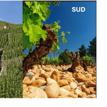 Atelier École des Vins - La Battle des Crus nord - sud_Avignon