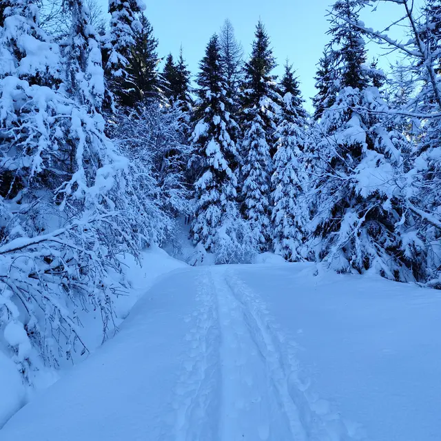 Boucle des Plaines - sentier raquettes_Cordon