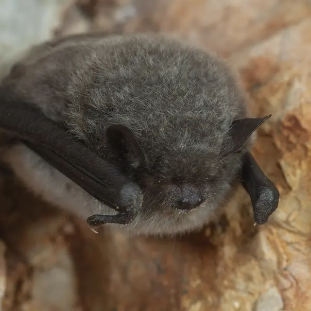 Exposition sur les chauve-souris_Villecroze