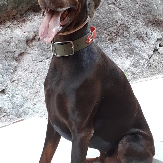 Dog Time 1
