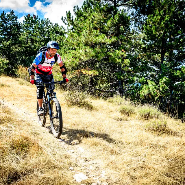 Le Chemin des Oliviers