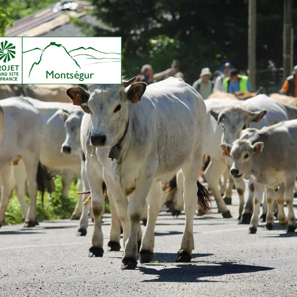 Dernière étape de la transhumance des vaches jusqu'au Lac de Montbel_Montbel