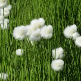 Rencontre avec l'écogarde Natura 2000 de la Clarée pour échanger sur les études scientifiques et actions de préservation de la biodiversité en Clarée_Névache