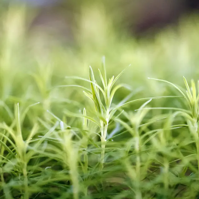 Conférence : adaptation et changement climatique dans les forêts de montagne_Villar-d'Arêne