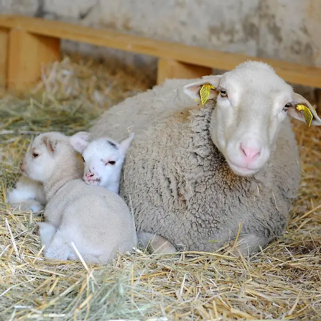 Atelier à la ferme
