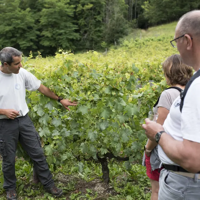 Journées du Patrimoine de Pays et des Moulins - Les secrets du vignoble de Féternes_Féternes