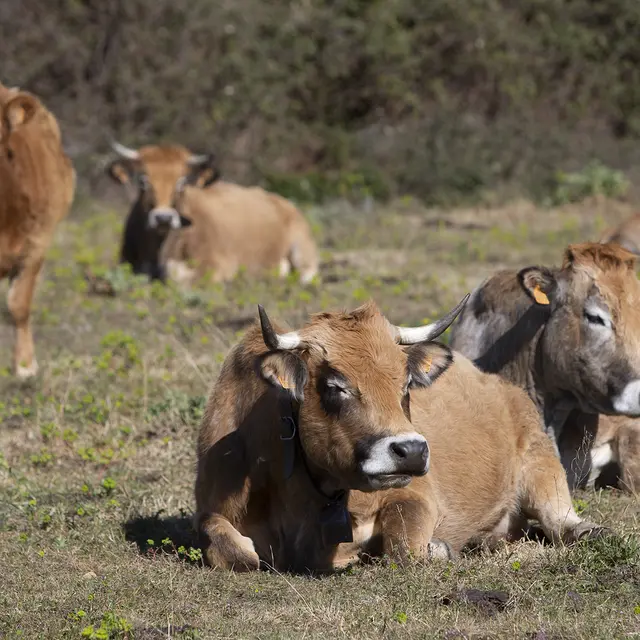 Mas des Pins, Agriculteur Lescot