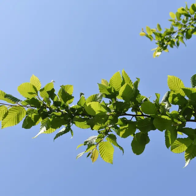Plantation d'arbres et arbustes_Vaison-la-Romaine