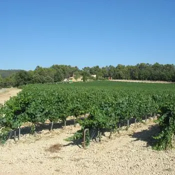 Domaine des Roches Blanches - Pontevès