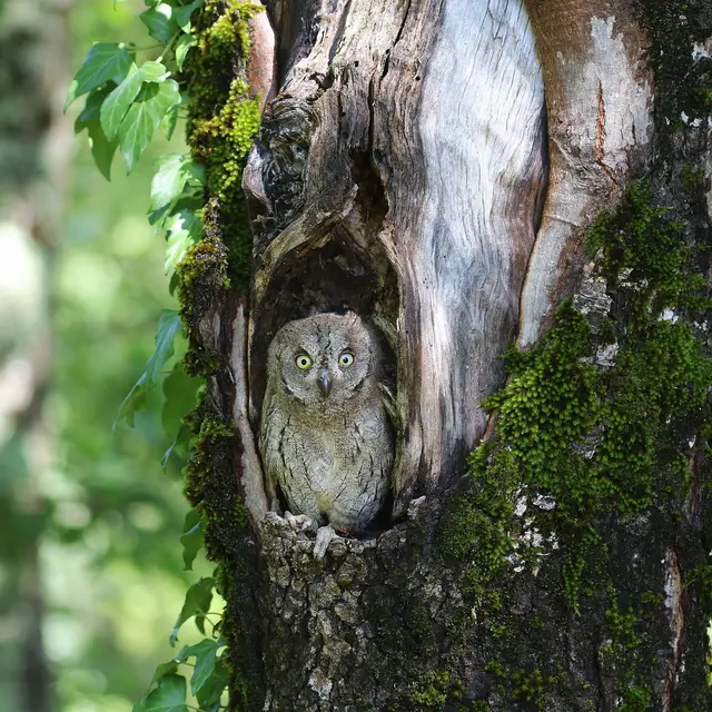 Quand la nuit s’anime : sous le chant du Petit-Duc scops_Draguignan