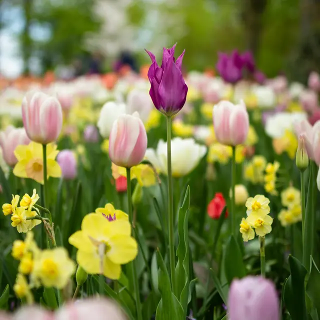 tulipes et narcisses.jpg