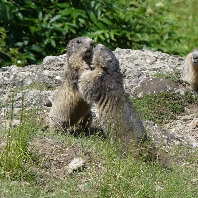 Découverte de l’animal fétiche du festival : La Marmotte – Association pour la protection, l’étude et la valorisation des marmottes_Eygliers