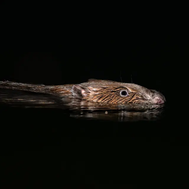 Photo d'un castor d'Eurasie