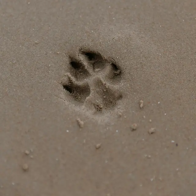 Atelier Altec (3-5 ans) - Sur les traces des animaux_Bourg-en-Bresse