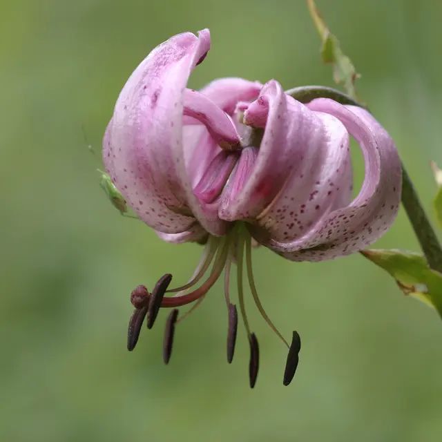 La flore du Col du Coq_Saint-Pierre-de-Chartreuse