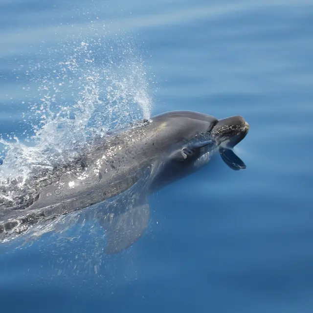 A la rencontre des dauphins et mammifère
