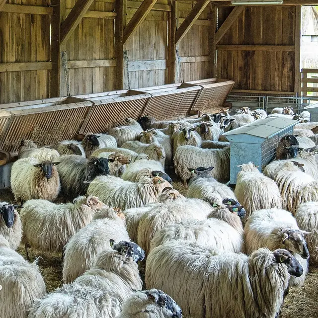 Visite bergerie entre angers et saumur Loire Odyssée