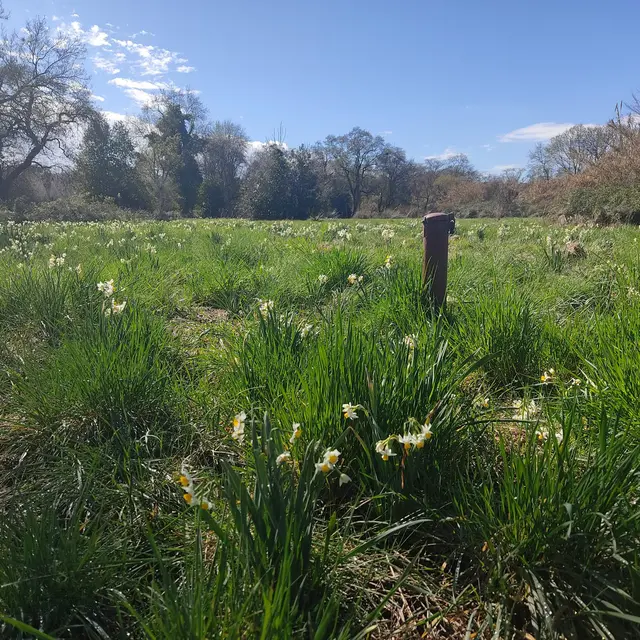Chantier Nature : Entretien des prairies humides de la Brague_Antibes