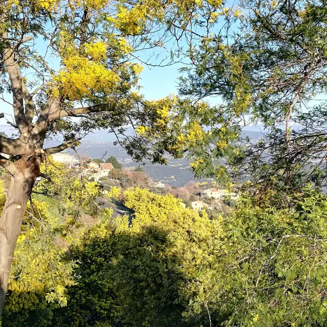 Le mimosa et ses compagnons de Tanneron- balade guidée_Tanneron