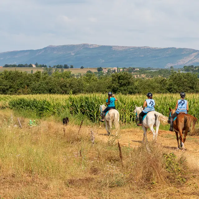 Balade dans les champs