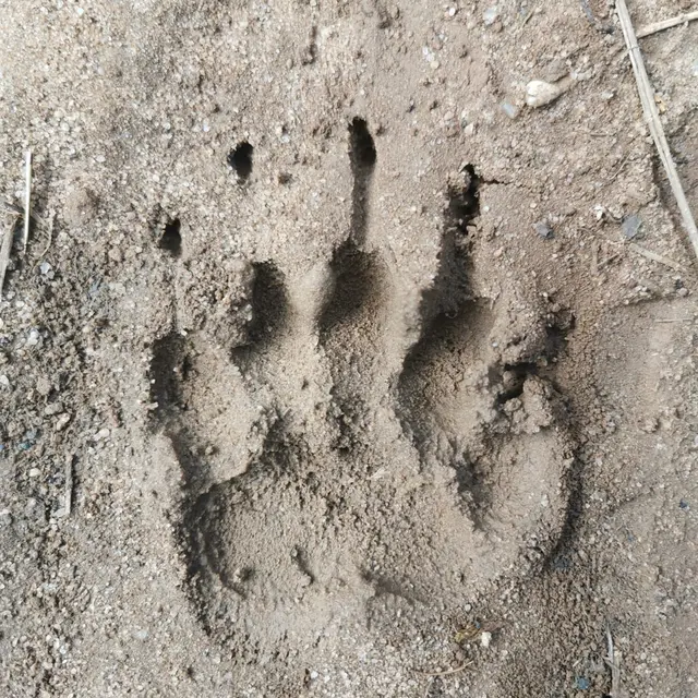 Activité famille : Traces et indices d'animaux_Présilly