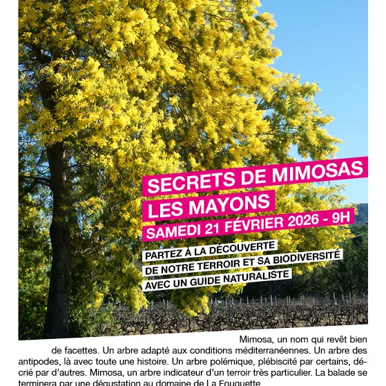 Balade commentée Secrets de Mimosas au domaine de La Fouquette_Les Mayons
