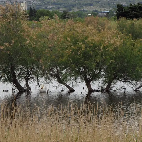 Visite flash Entre terre et mares_Marseille