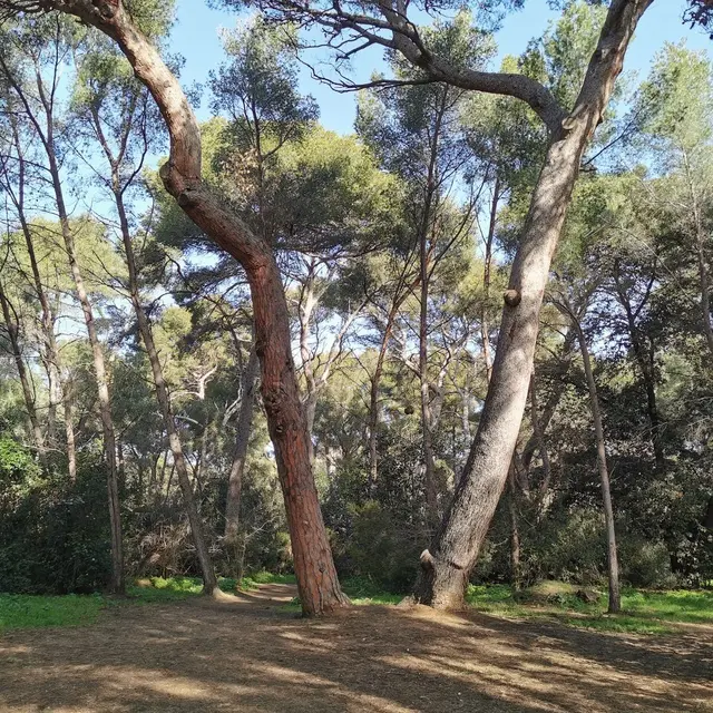 Bois de la Coudoulière