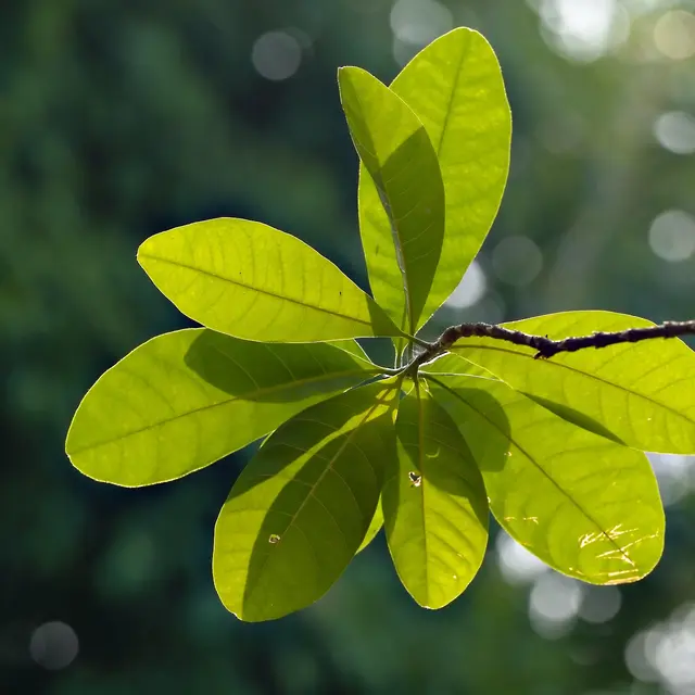 Découvrez les plantes comestibles avec le bureau montagne de Passy_Passy