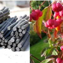 Atelier 6-12 ans : Fabrique ton fusain au Marais de Lavours_Ceyzérieu