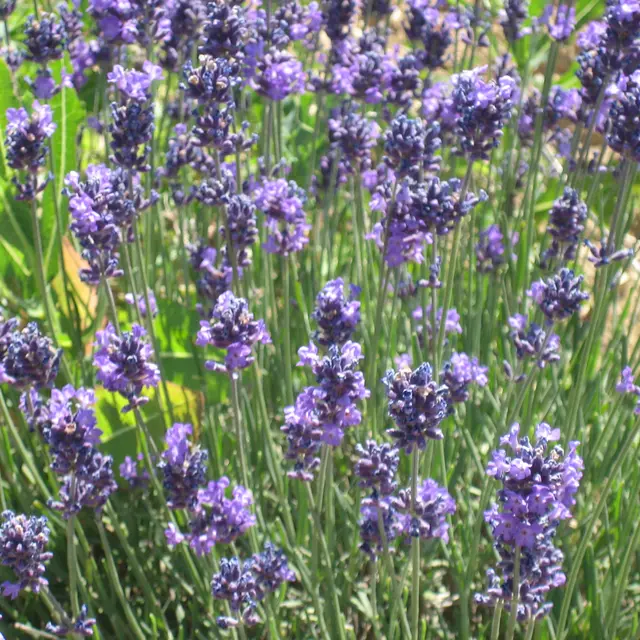Lavande