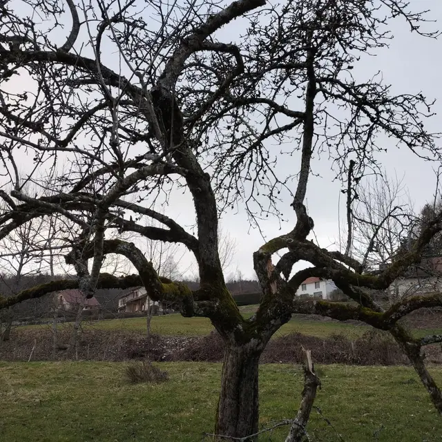 Formation taille des arbres fruitiers_Saint-Pierre-de-Genebroz