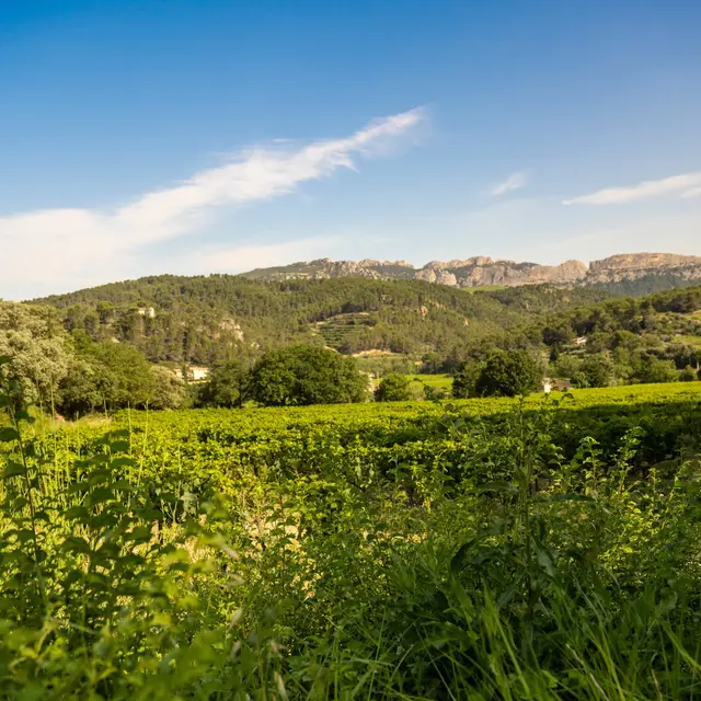 Visite en autonomie sur les pas des Bernardins_Beaumes-de-Venise