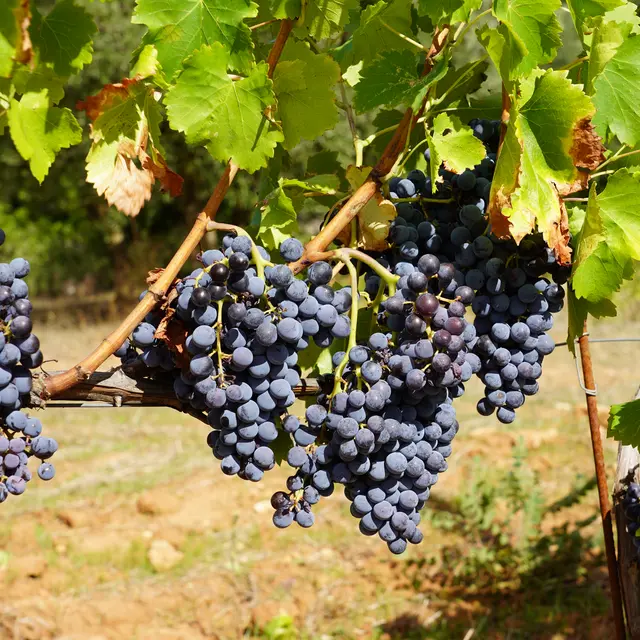 Domaine du Deffends_Saint-Maximin-la-Sainte-Baume