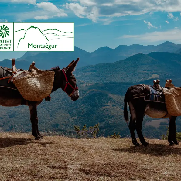 Montferrier à Montségur par les crêtes avec des ânes_Montferrier